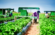 Cảnh báo tình trạng lừa đảo đưa lao động Việt Nam đi làm việc tại Ô-xtrây-li-a trong ngành nông nghiệp